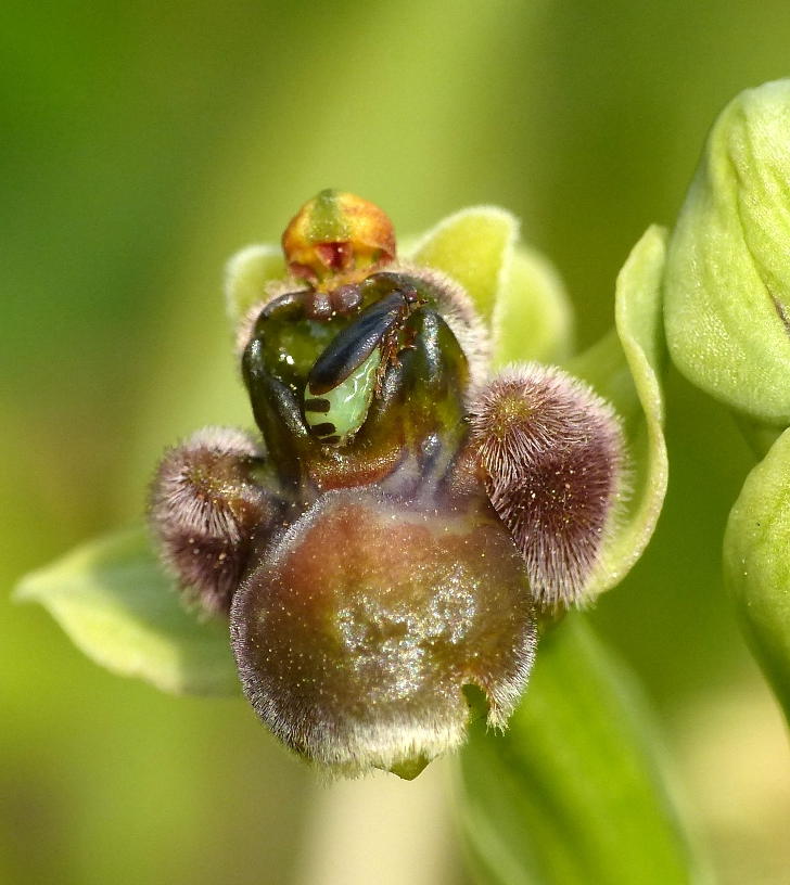 su orchidea:  Tettigometridae (Hemiptera - Fulgoromorpha): cfr. Tettigometra sp.